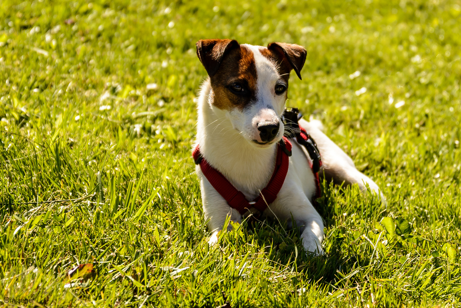 Parson Jack Russell Lucy