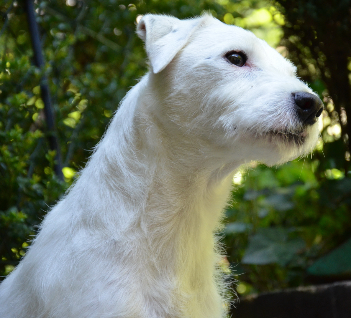 Parson Jack Russell Terrier