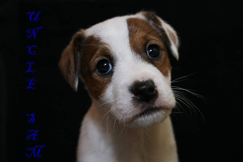 Parson Jack Russell Terrier