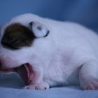 Parson Jack Russell Terrier Welpe