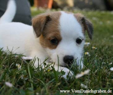 Parson Jack Russell Terrier Welpe Vom Danielsgraben