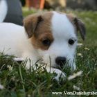 Parson Jack Russell Terrier Welpe Vom Danielsgraben