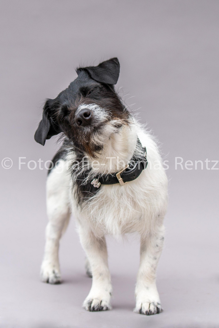 Parson Russel Terrier