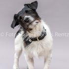 Parson Russel Terrier