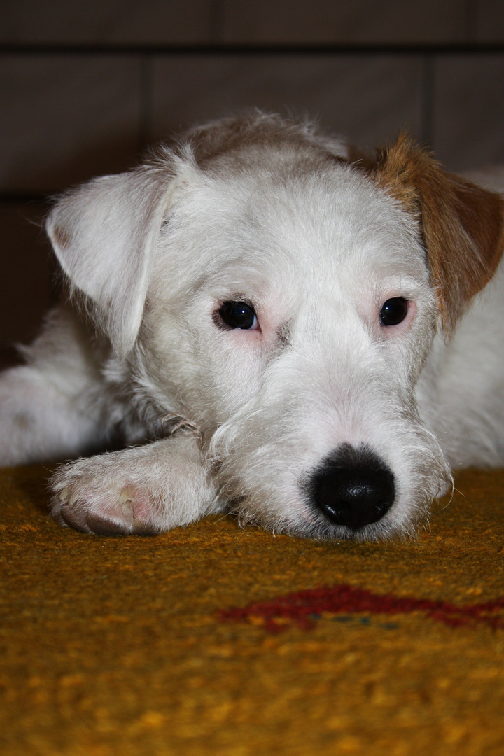 Parson Russel Terrier "Anton"