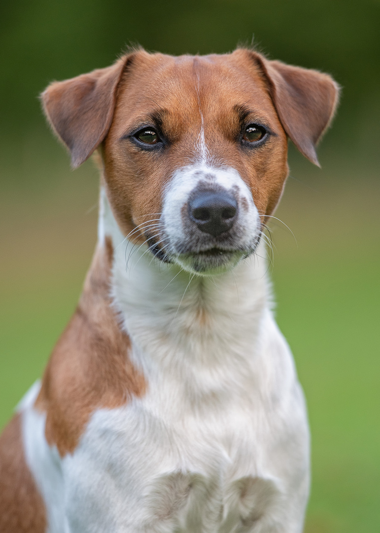 Parson Russel Terrier