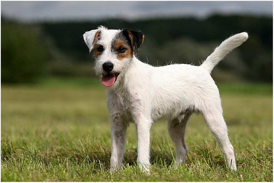 Parson Russel Terrier in seiner vollen Schönheit