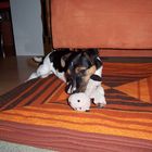 parson-russel-terrier jule :)