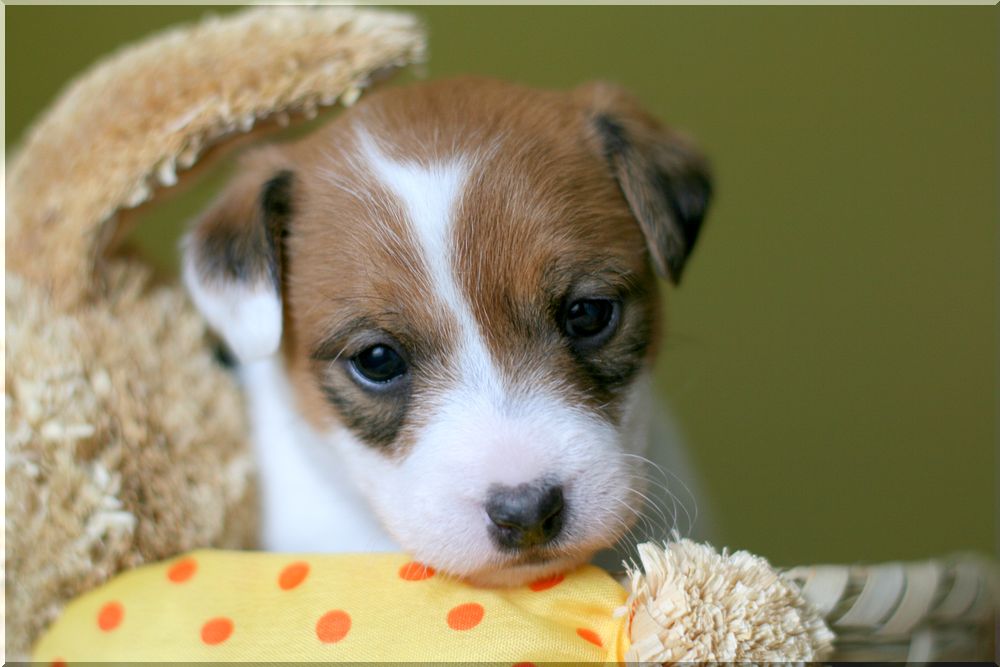 Parson Russell Rambling Belissima Foto & Bild | tiere ...