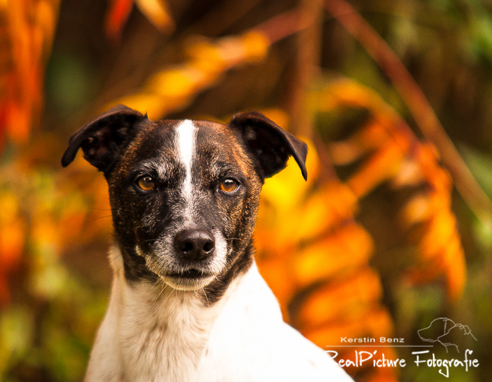 Parson Russell Terrier