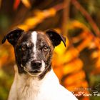 Parson Russell Terrier