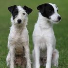 Parson Russell Terrier