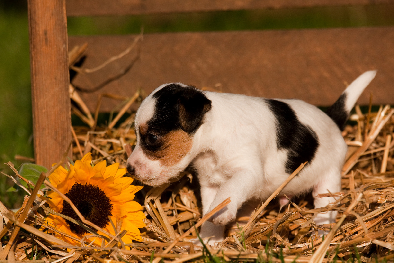 Parson Russell Terrier