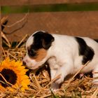 Parson Russell Terrier