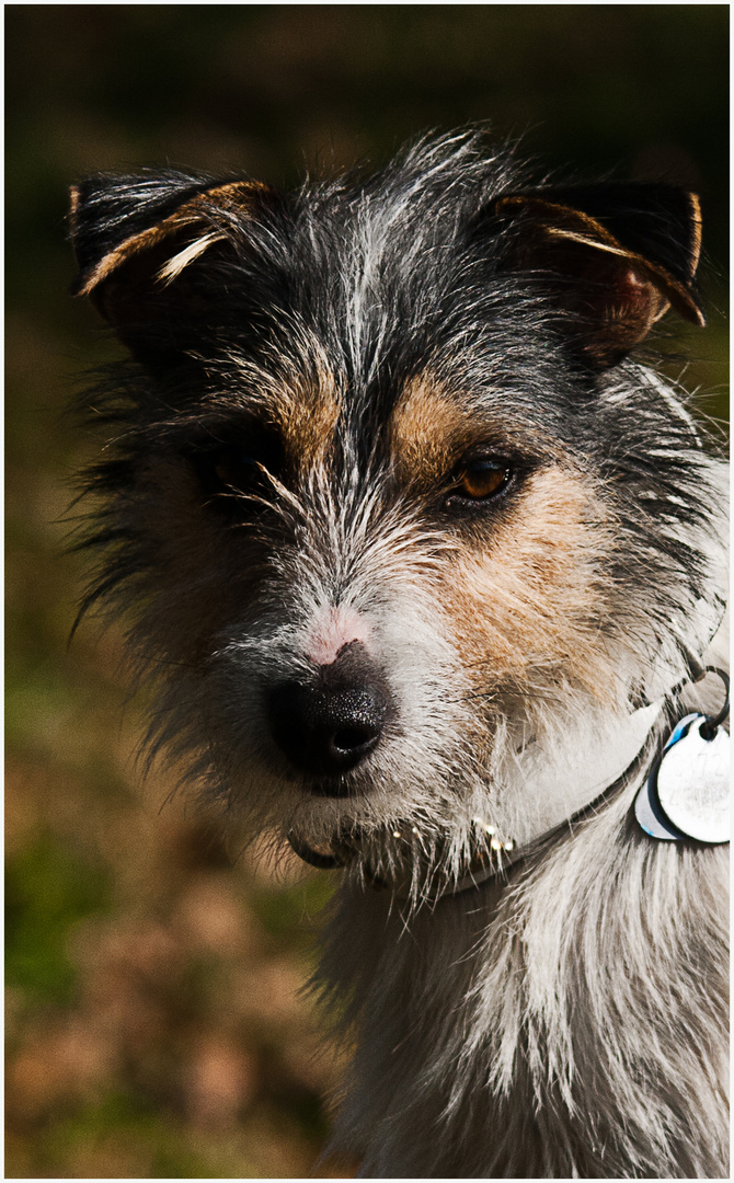 Parson Russell Terrier