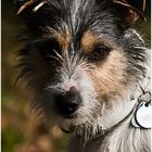 Parson Russell Terrier