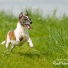 Parson Russell Terrier