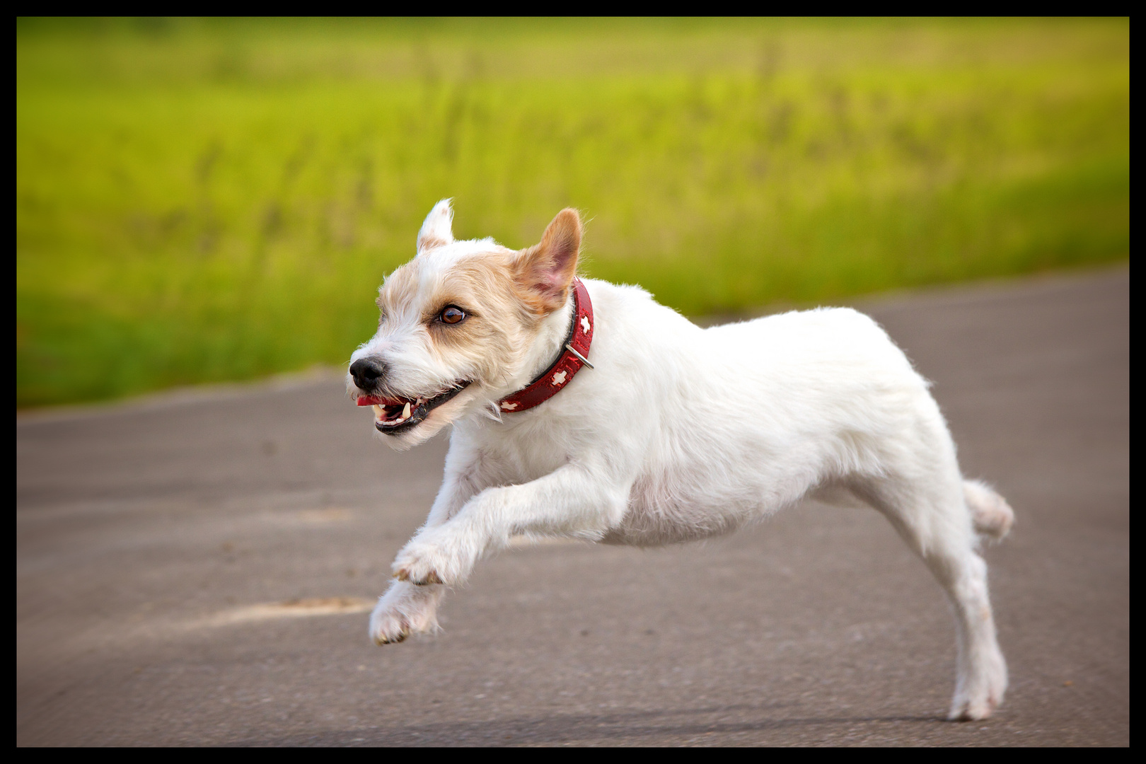 Parson Russell Terrier