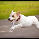 Parson Russell Terrier