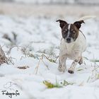 Parson Russell Terrier