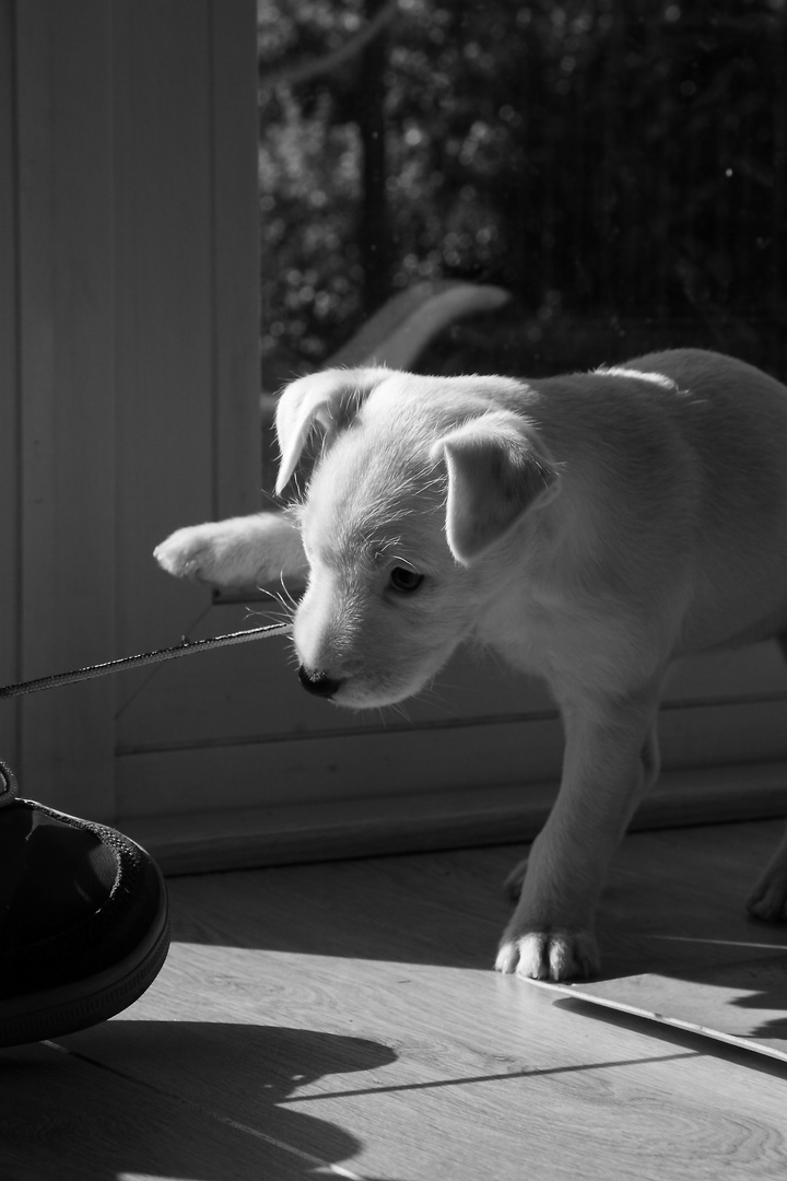 Parson Russell Terrier beim spielen