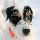 Parson Russell Terrier Bella