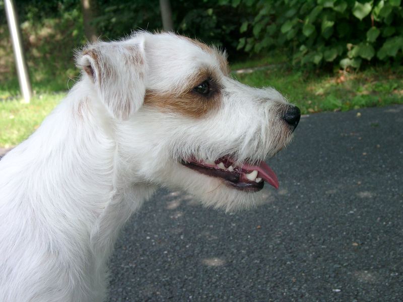 Parson Russell Terrier Billy