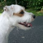 Parson Russell Terrier Billy