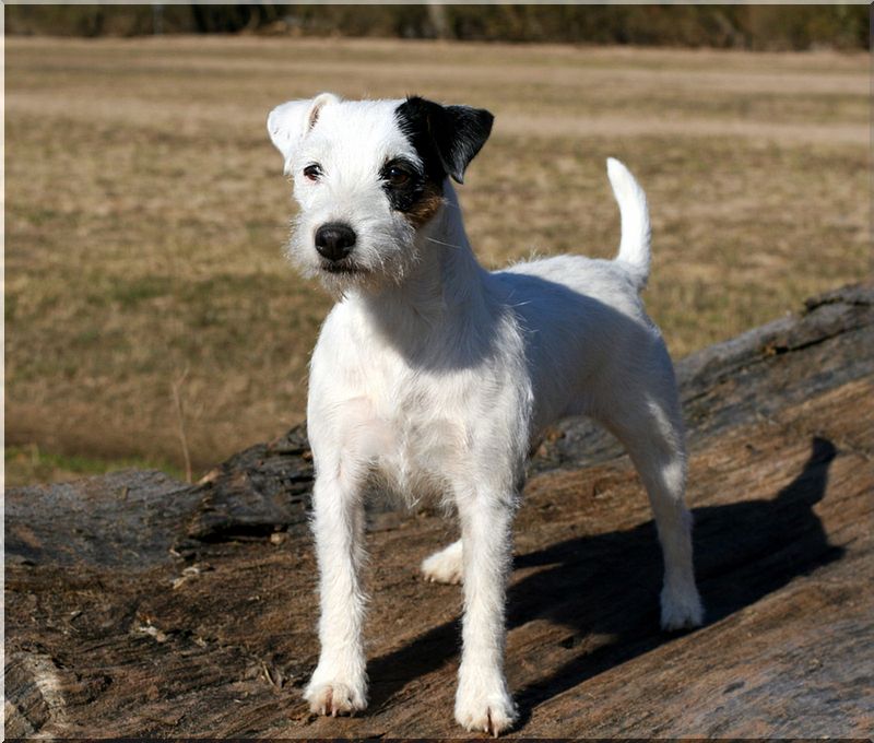 Parson Russell Terrier Cindl