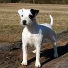 Parson Russell Terrier Cindl