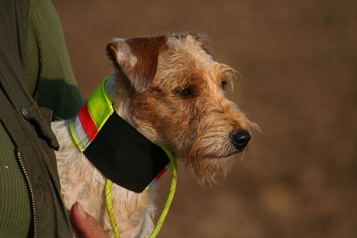 Parson Russell Terrier