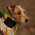 Parson Russell Terrier