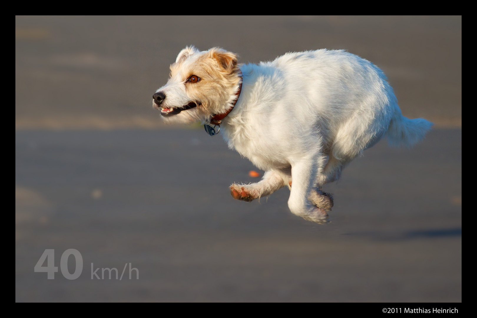 Parson Russell Terrier (Full Speed)