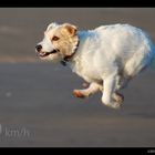 Parson Russell Terrier (Full Speed)