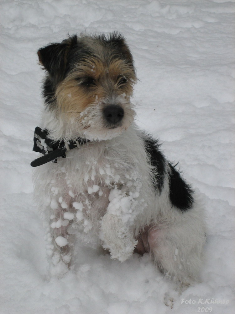 Parson Russell Terrier im Schnee