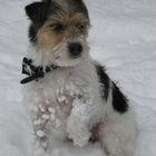 Parson Russell Terrier im Schnee