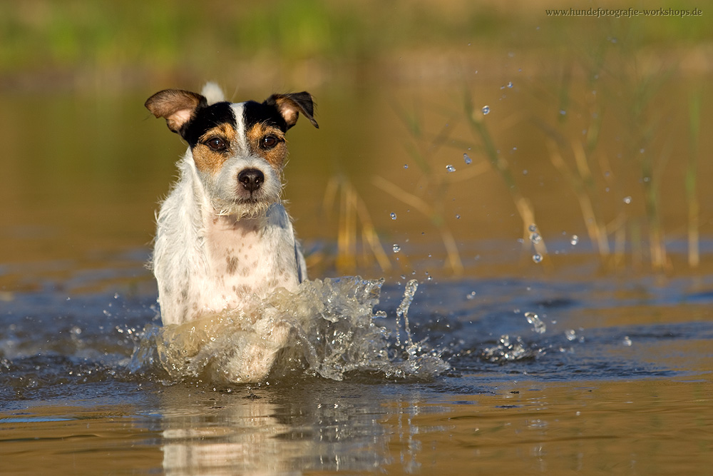 Parson Russell Terrier im Wasser