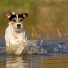 Parson Russell Terrier im Wasser