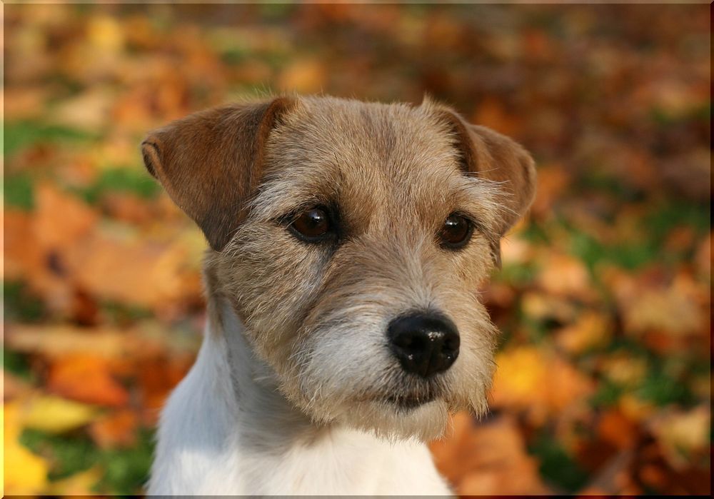 Parson Russell Terrier Lady 2