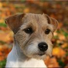 Parson Russell Terrier Lady 2