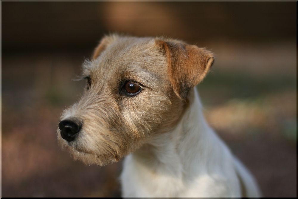 Parson Russell Terrier Lady