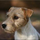 Parson Russell Terrier Lady