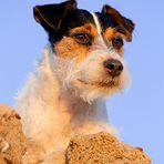 Parson Russell Terrier - Portrait