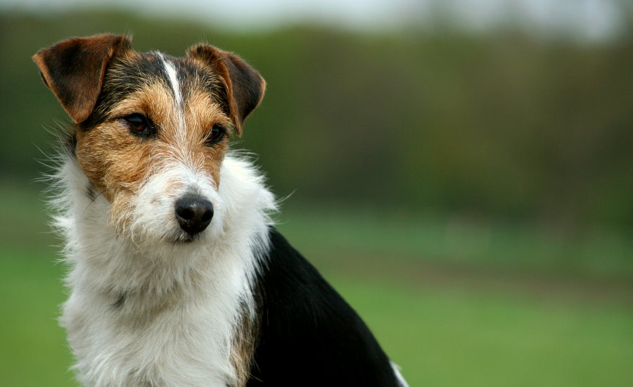 Parson Russell Terrier Sammy