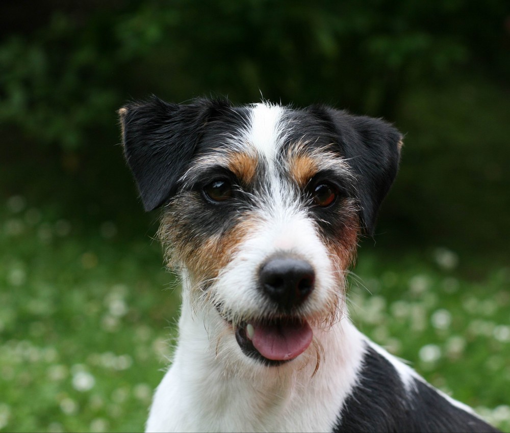 Parson Russell Terrier Trendy vom Eifelturm