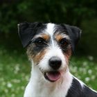 Parson Russell Terrier Trendy vom Eifelturm