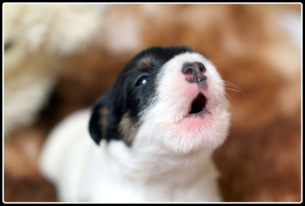 Parson Russell Terrier Welpe