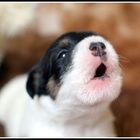 Parson Russell Terrier Welpe