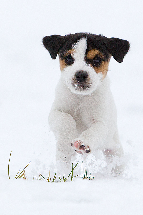 Parson Russell Terrier Welpe 7 Wochen