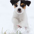 Parson Russell Terrier Welpe 7 Wochen